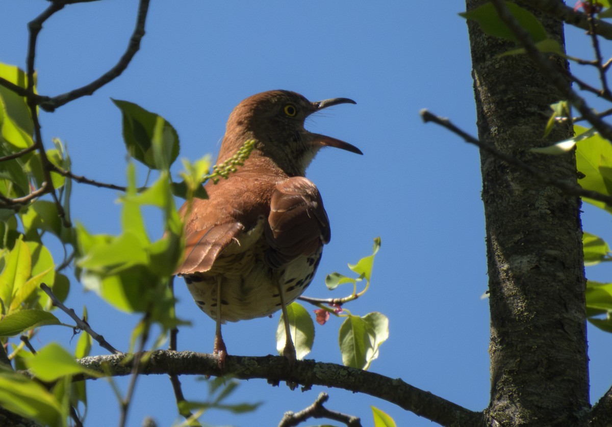 Brown Thrasher - ML635877949