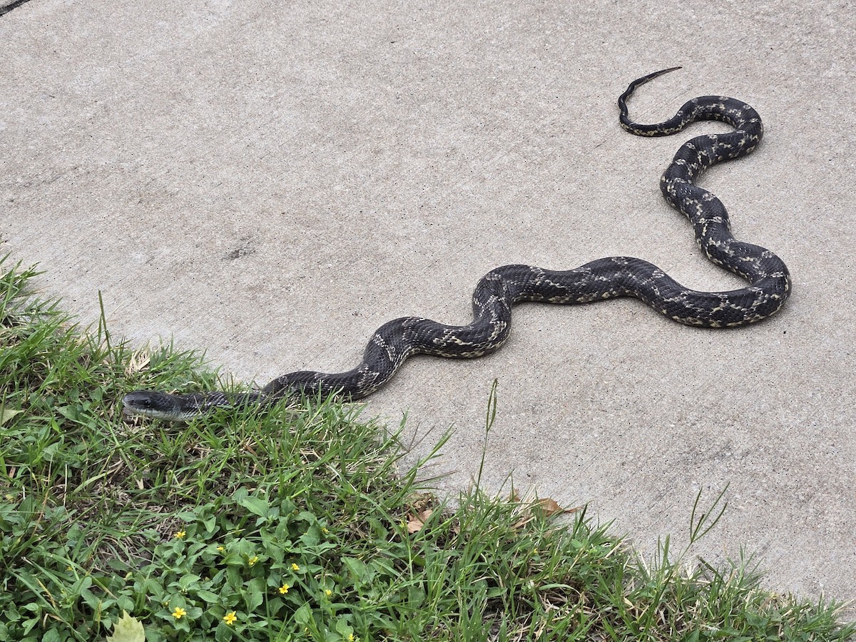 Animals - ML635877997