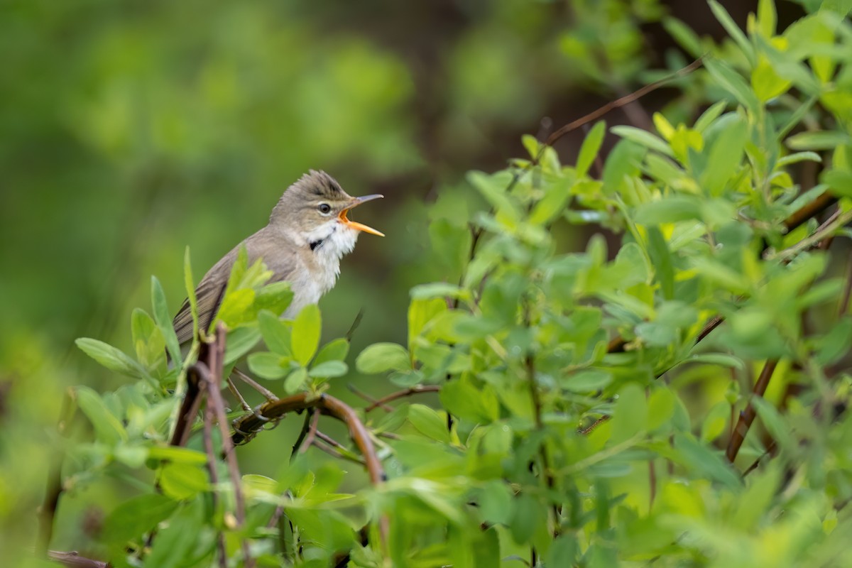 Marsh Warbler - ML635878206