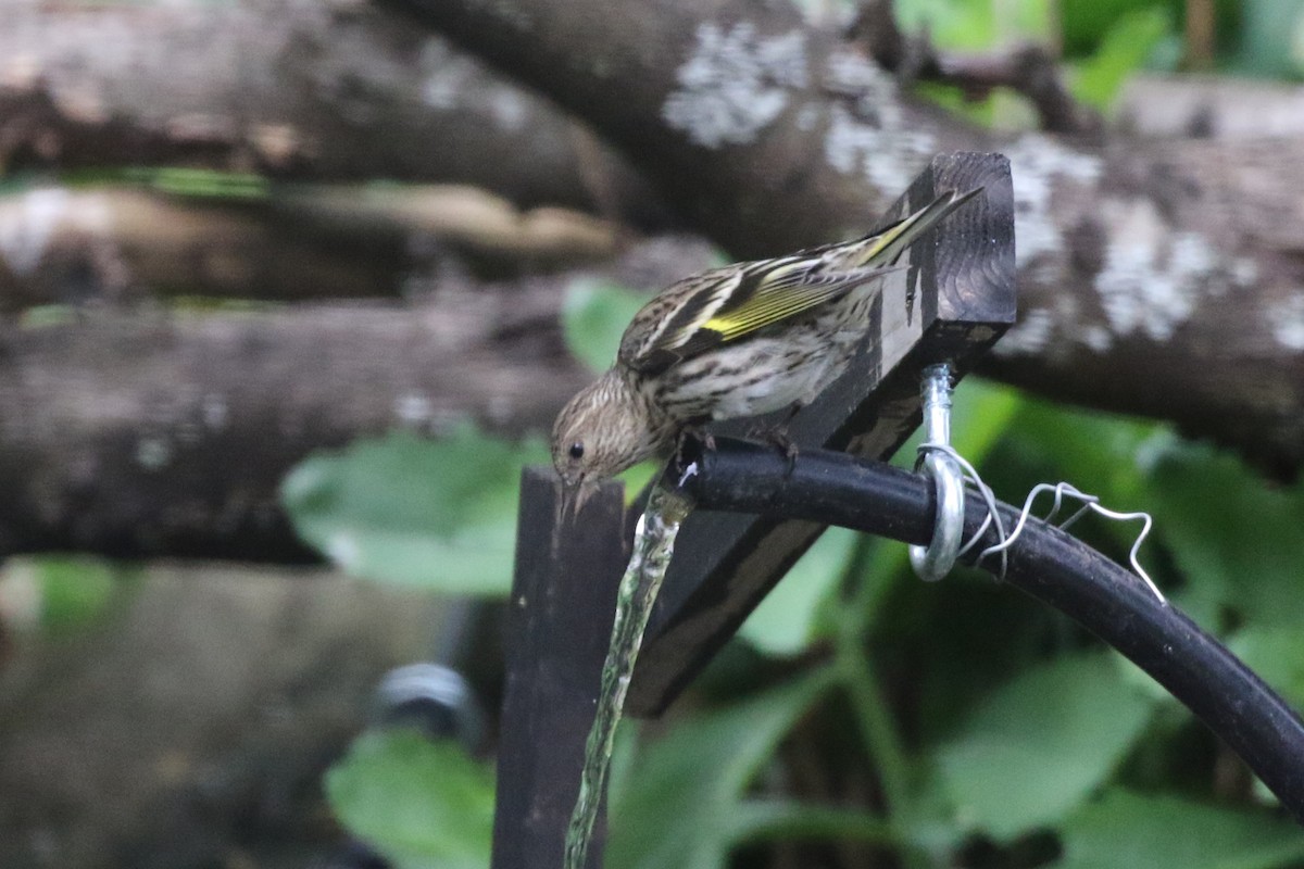 Pine Siskin - ML635878221