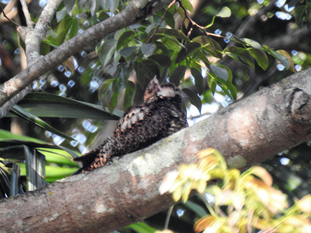 Short-tailed Nighthawk - ML635878235