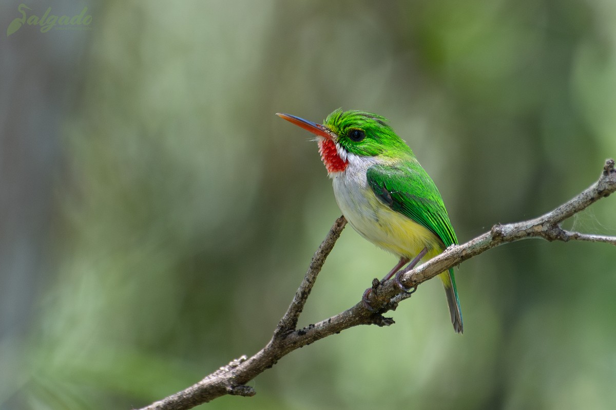 Puerto Rican Tody - ML635878273