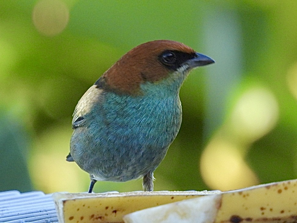 Black-backed Tanager - ML635878285