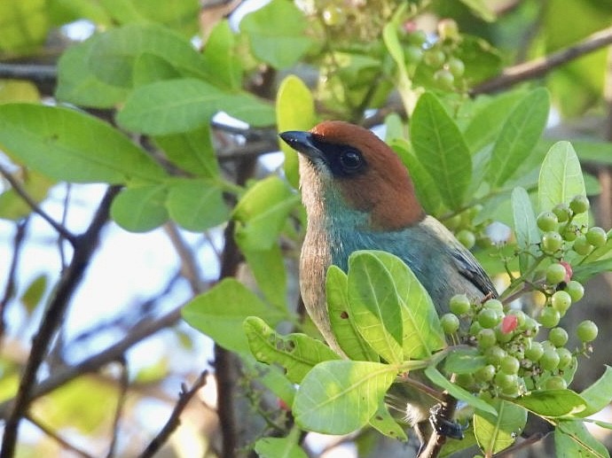 Black-backed Tanager - ML635878286