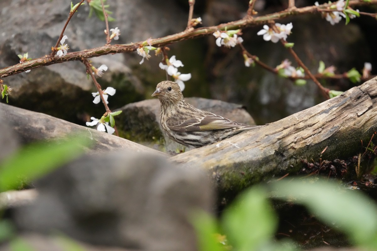 Pine Siskin - ML635878294