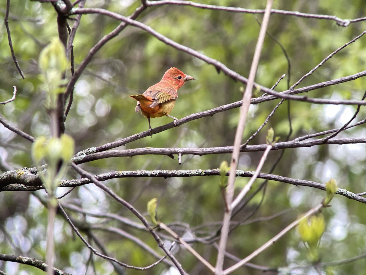 Summer Tanager - ML635878303