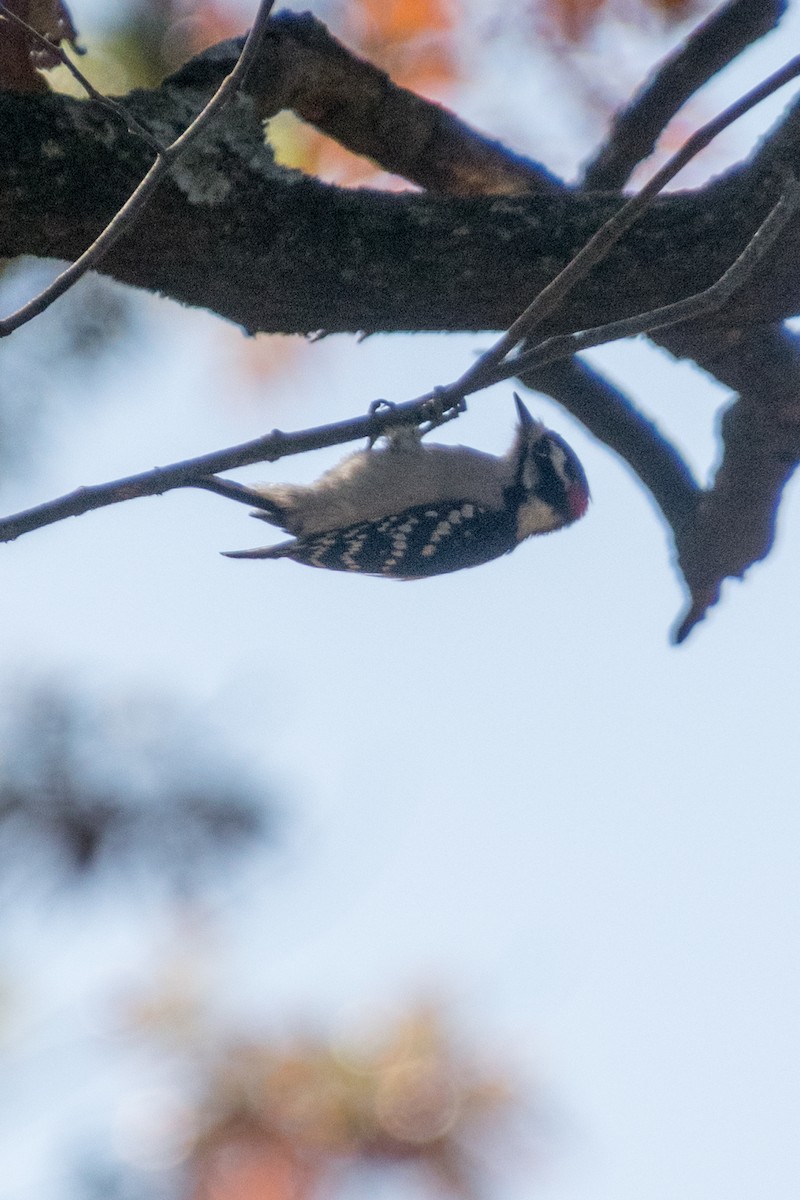 Downy Woodpecker - ML635878359
