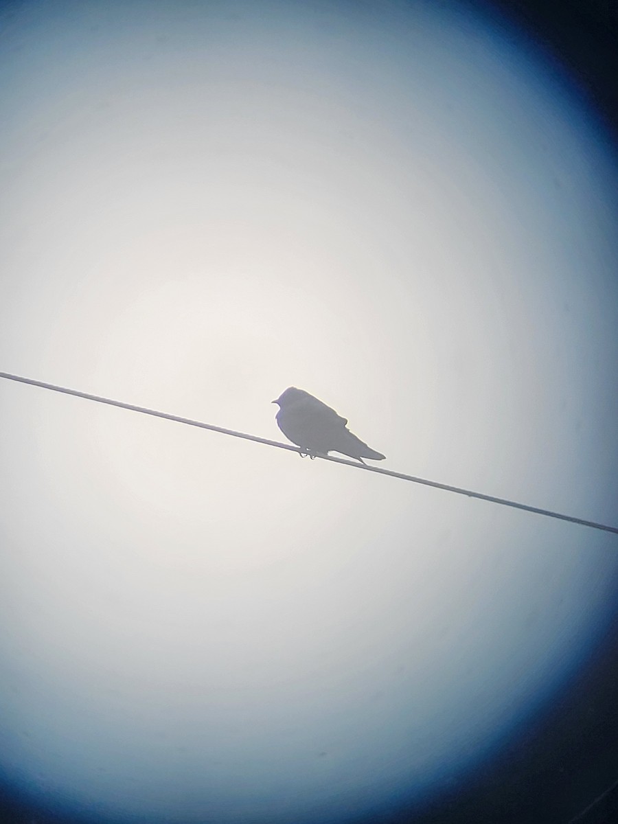 Purple Martin - ML635878429