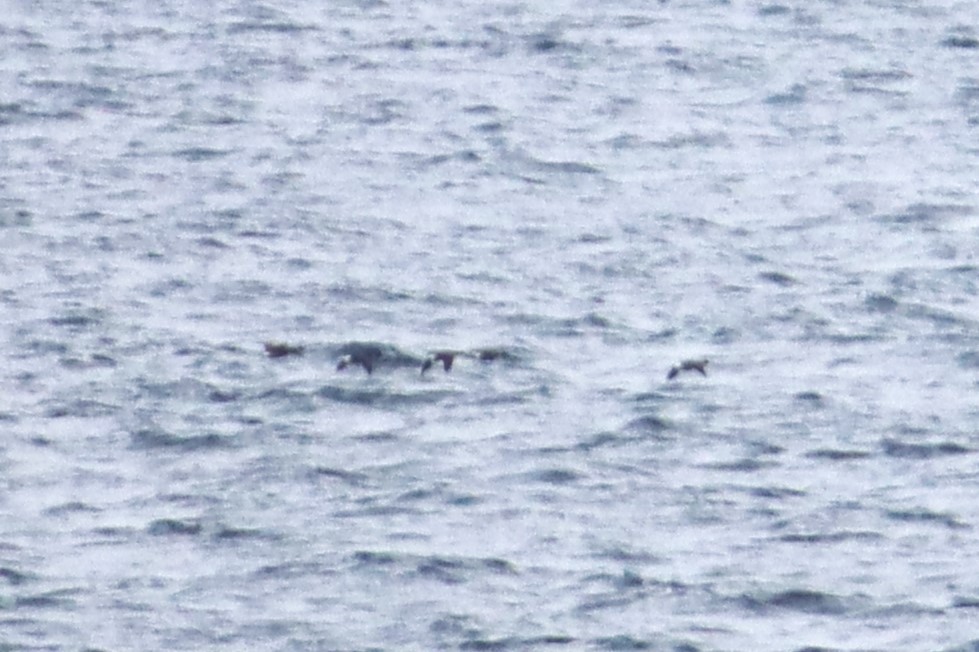 Brant - ML635878435