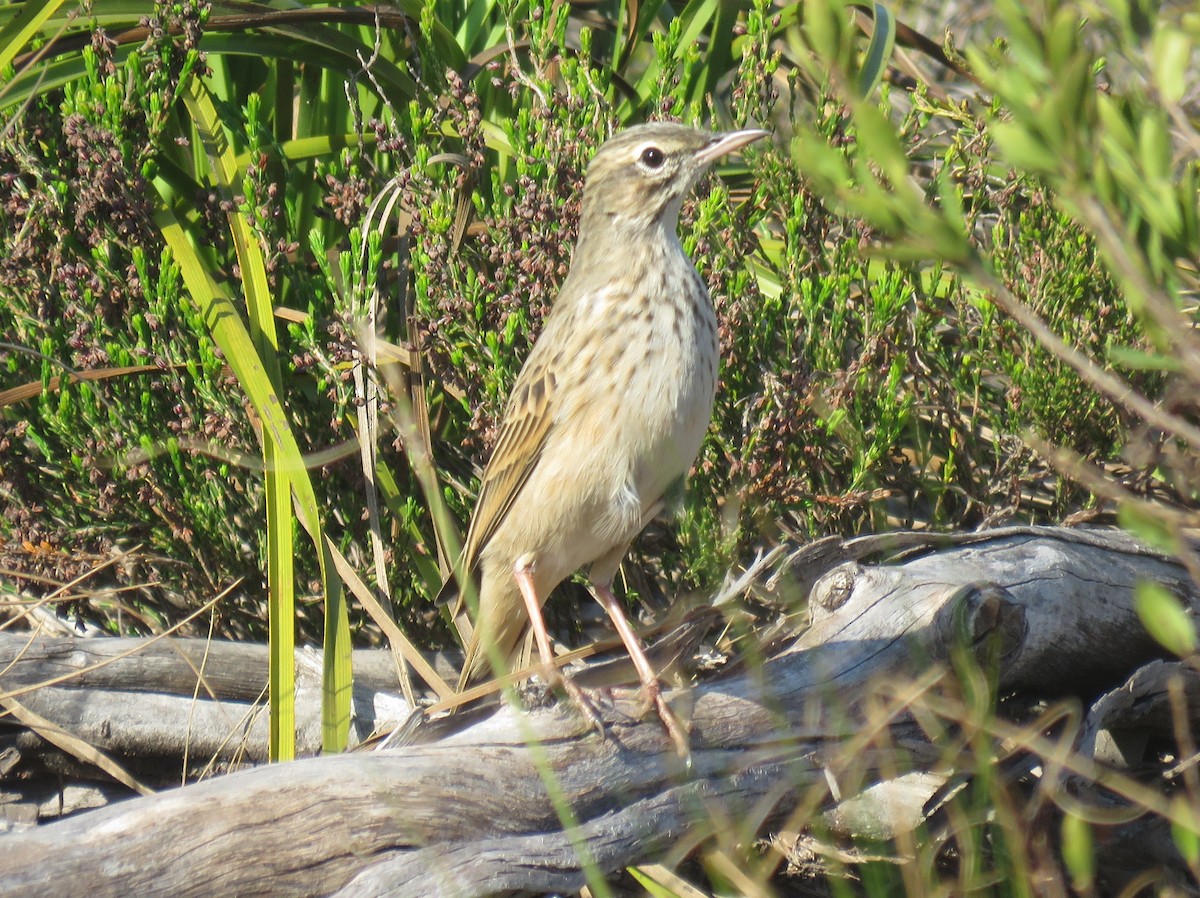 Nicholson's Pipit - ML635878525