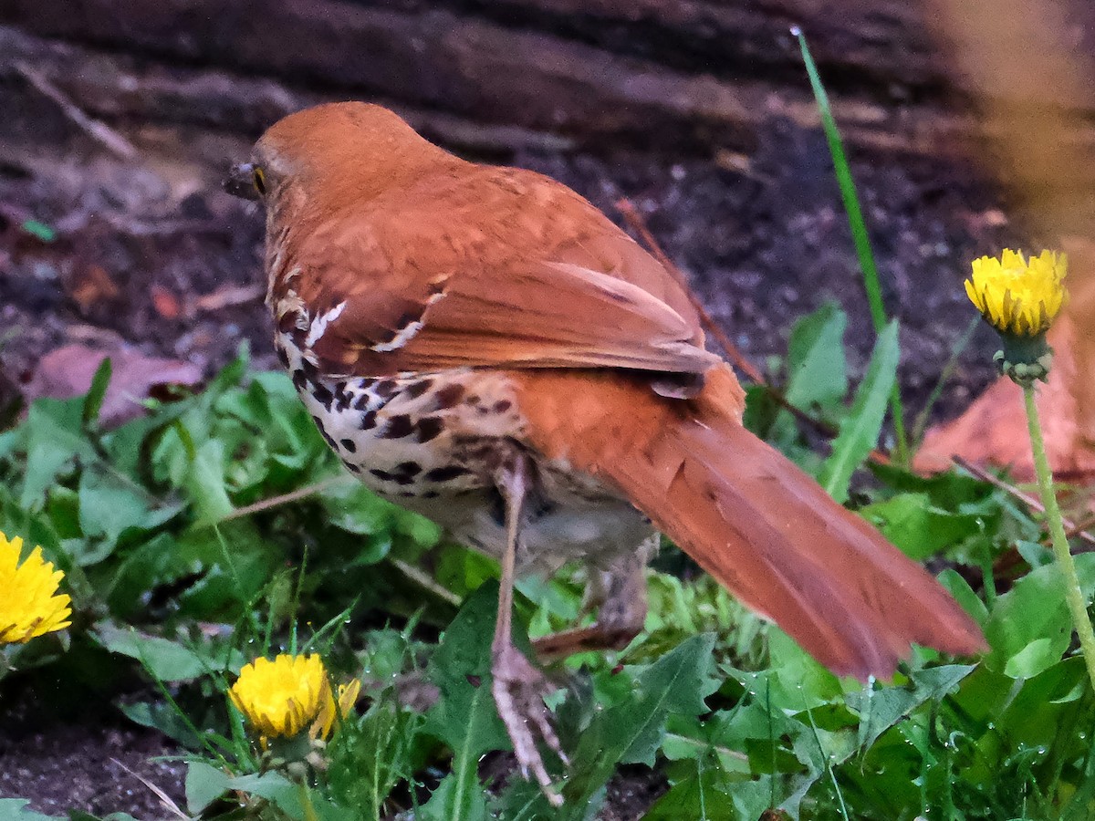 Brown Thrasher - ML635878536