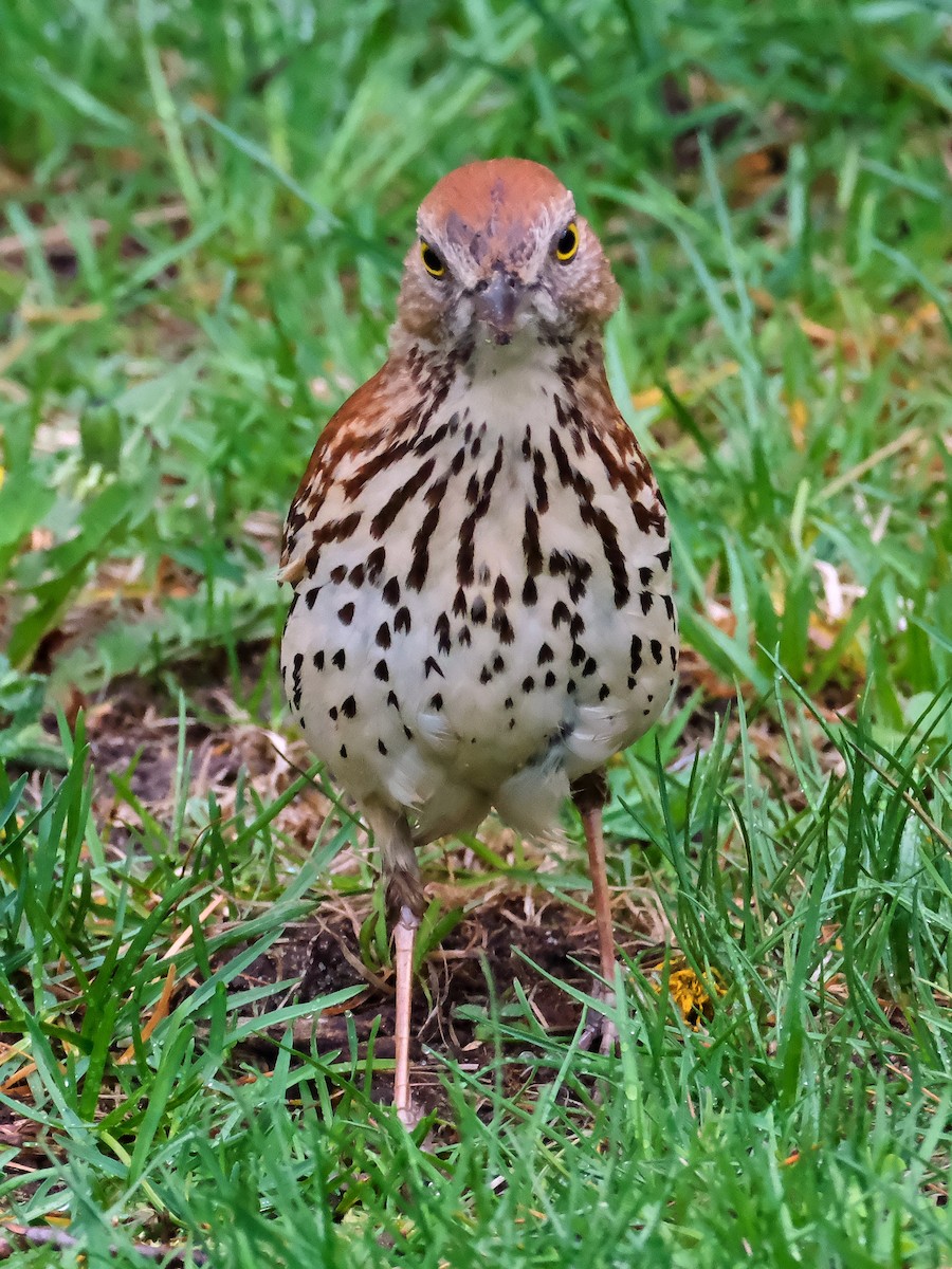 Brown Thrasher - ML635878537