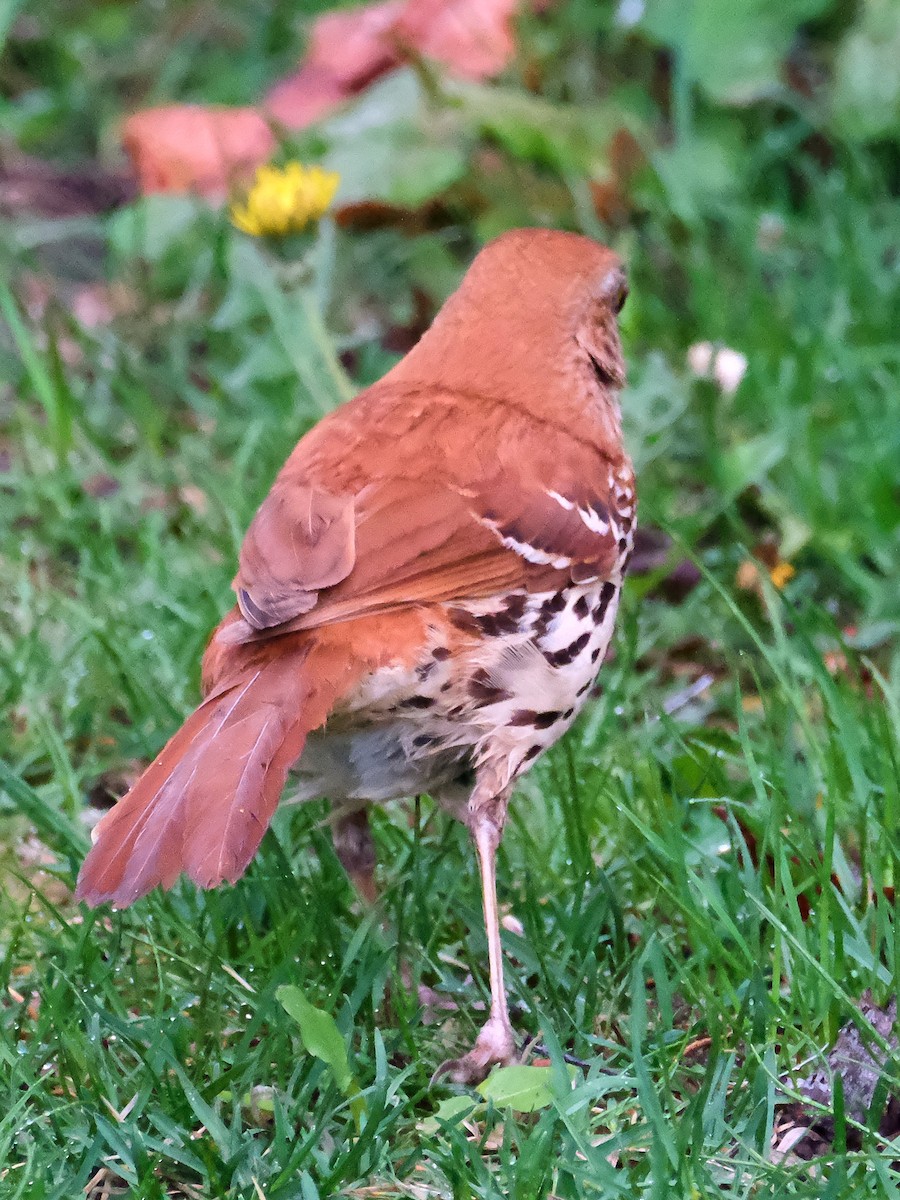 Brown Thrasher - ML635878538