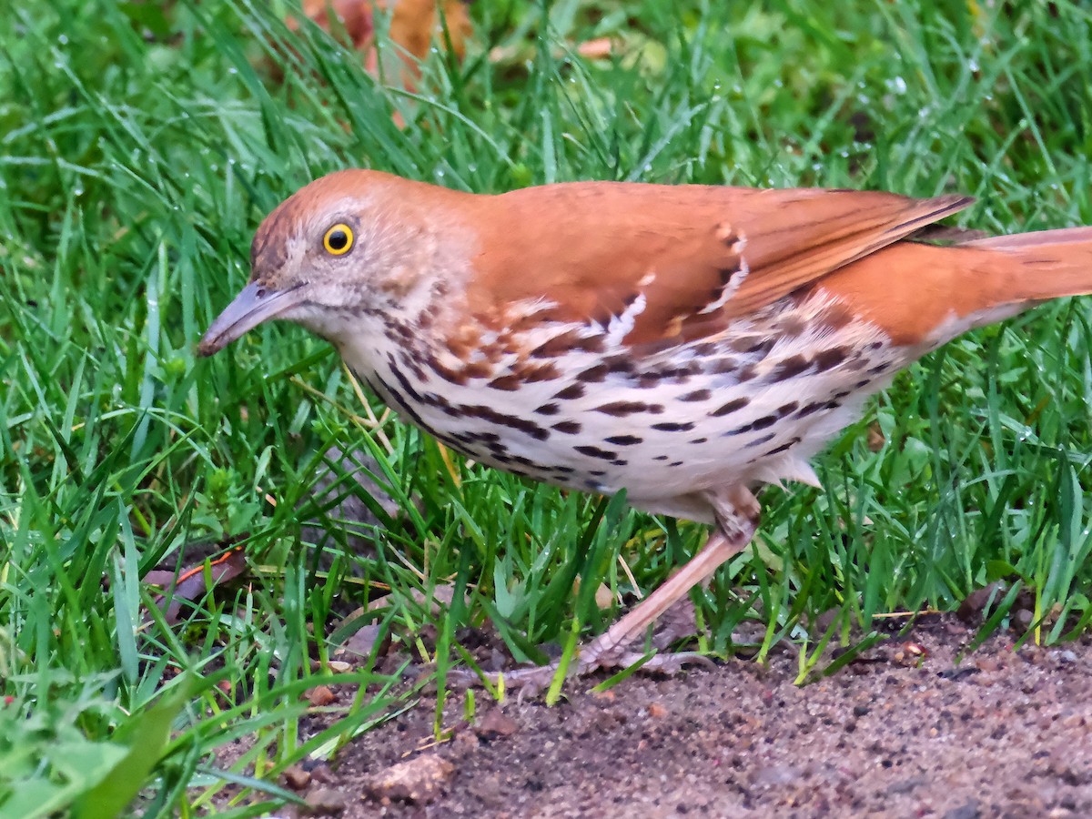 Brown Thrasher - ML635878539