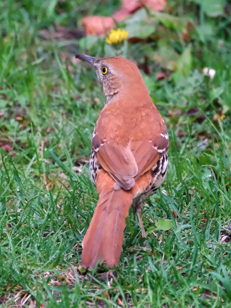Brown Thrasher - ML635878540