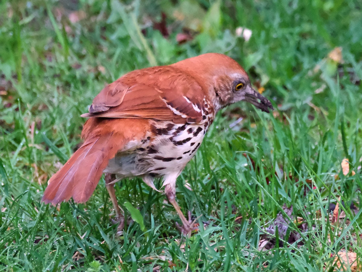 Brown Thrasher - ML635878542
