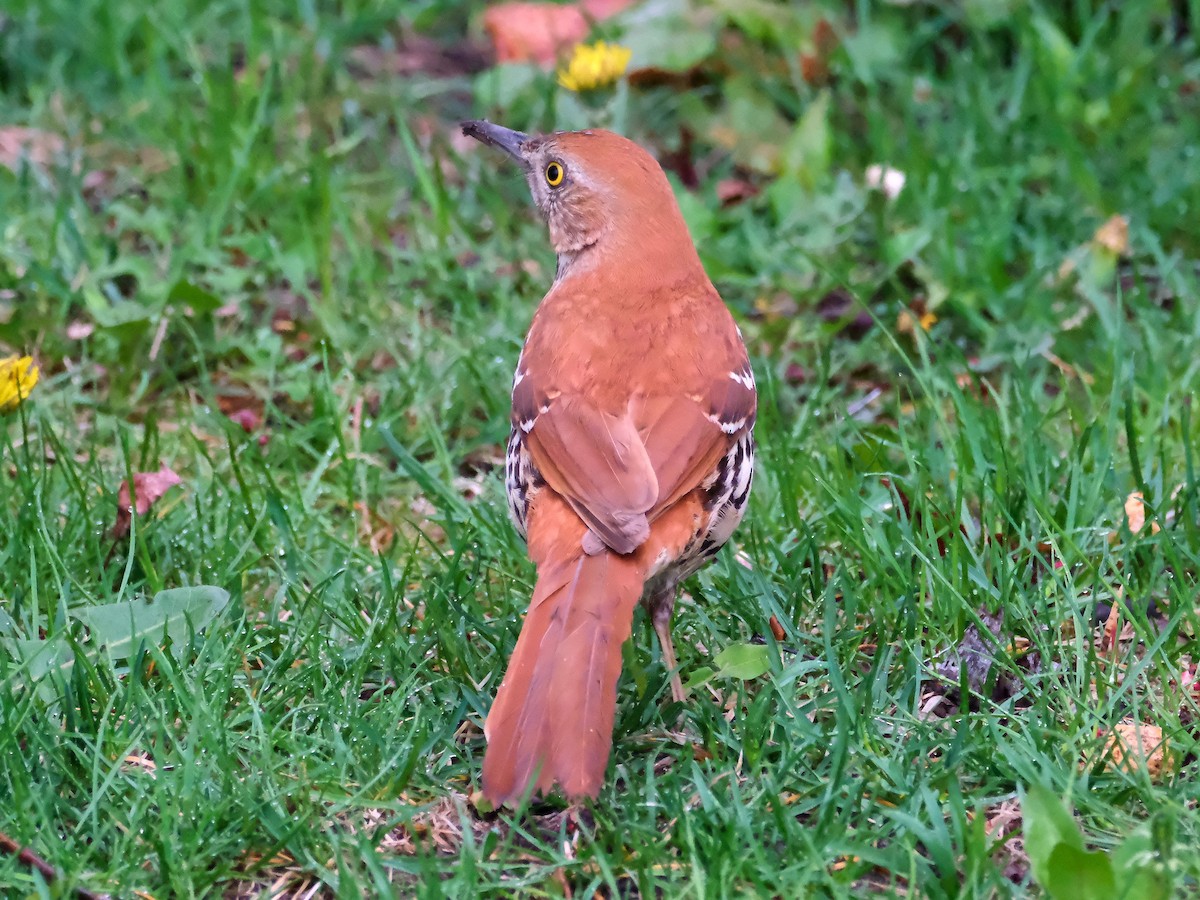 Brown Thrasher - ML635878543