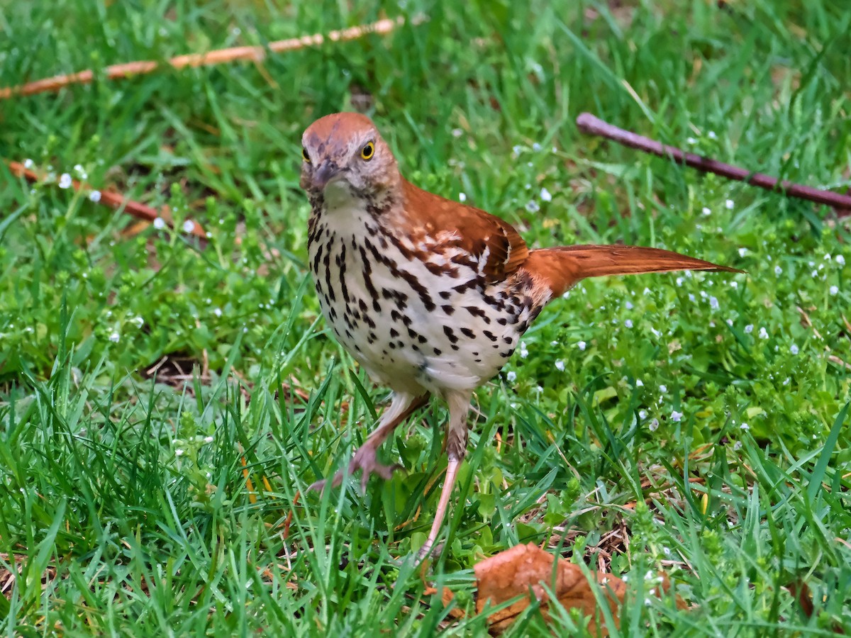 Brown Thrasher - ML635878545