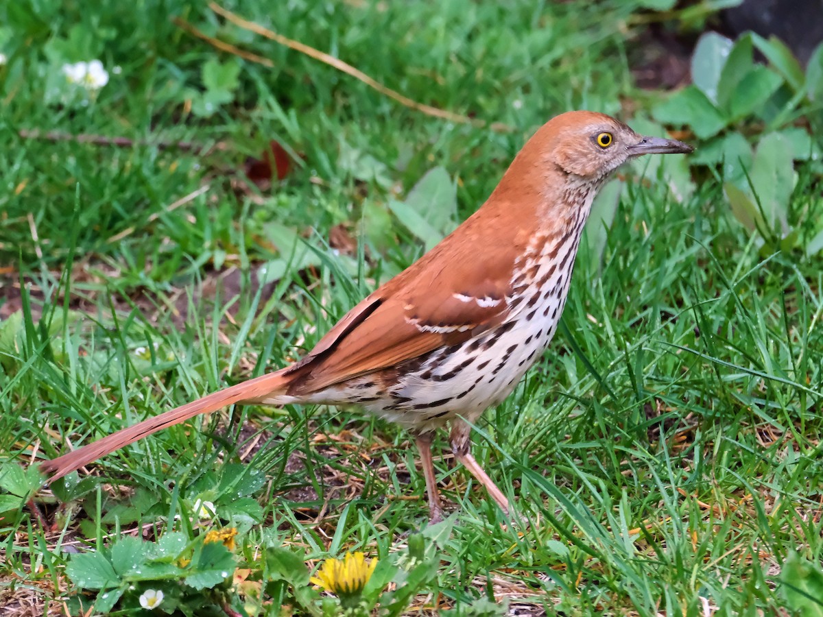 Brown Thrasher - ML635878546