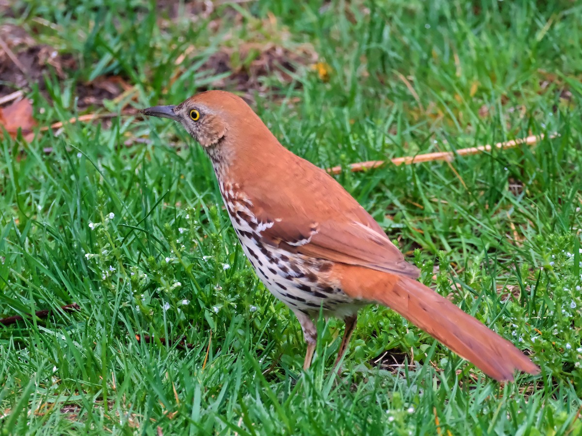 Brown Thrasher - ML635878547