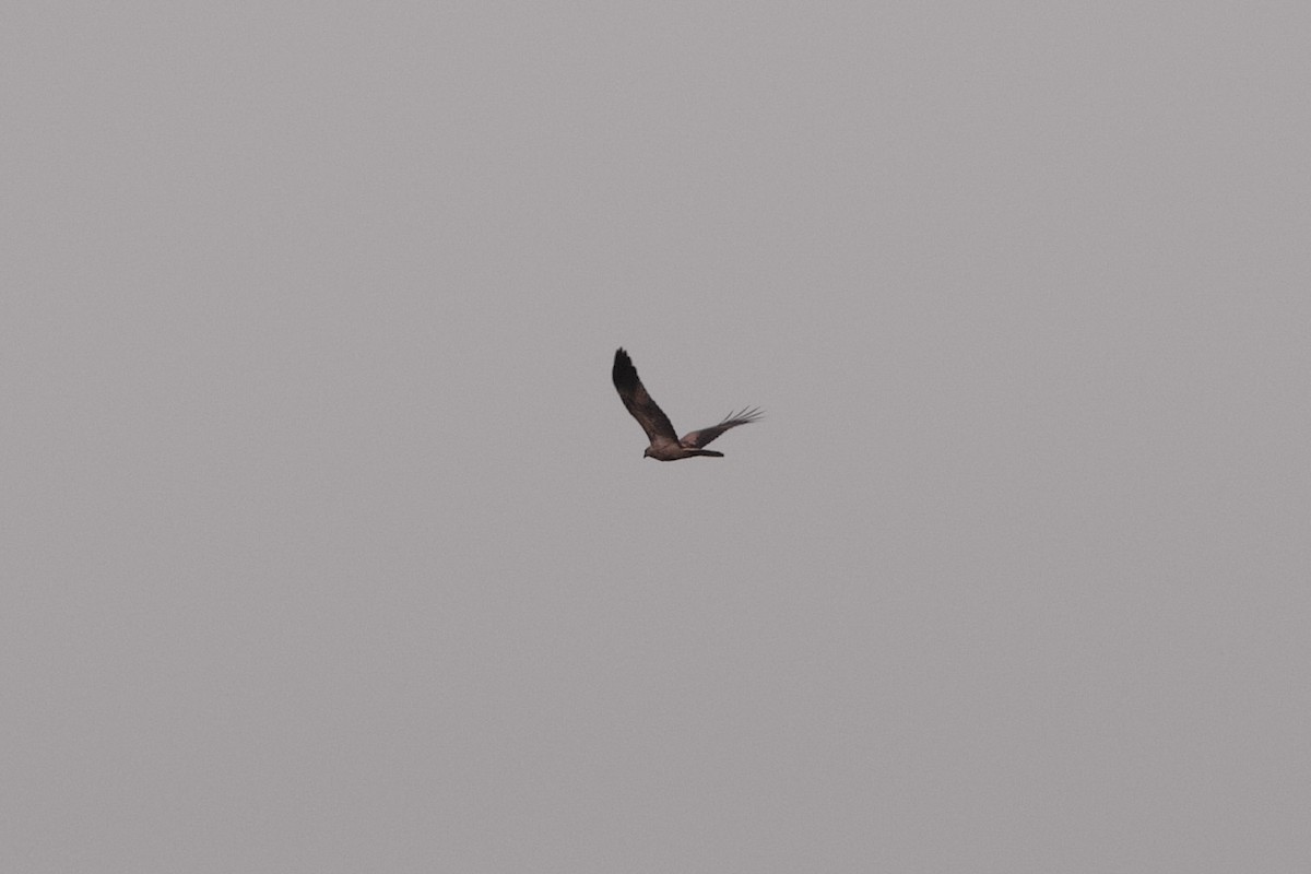 Whistling Kite - ML635878564