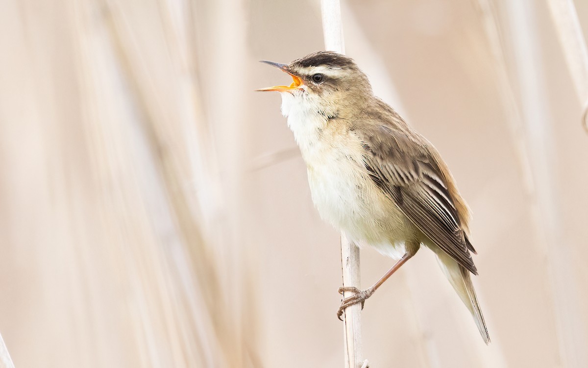 Sedge Warbler - ML635878603