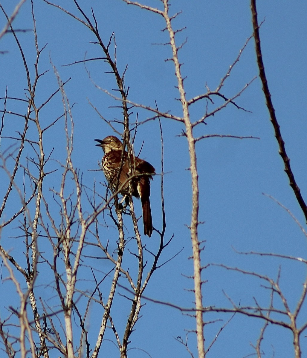 Brown Thrasher - ML635878620