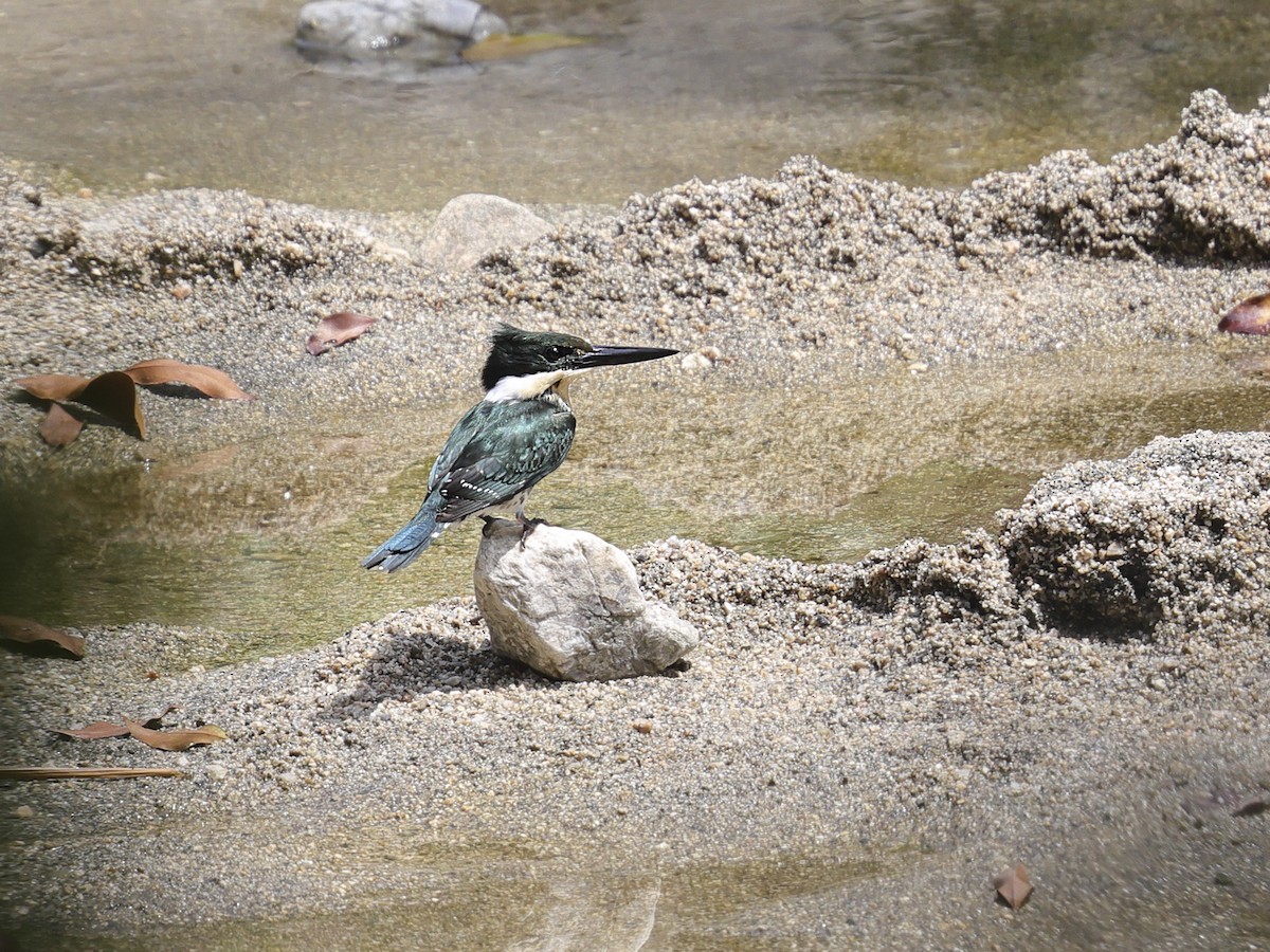 Green Kingfisher - ML635878823