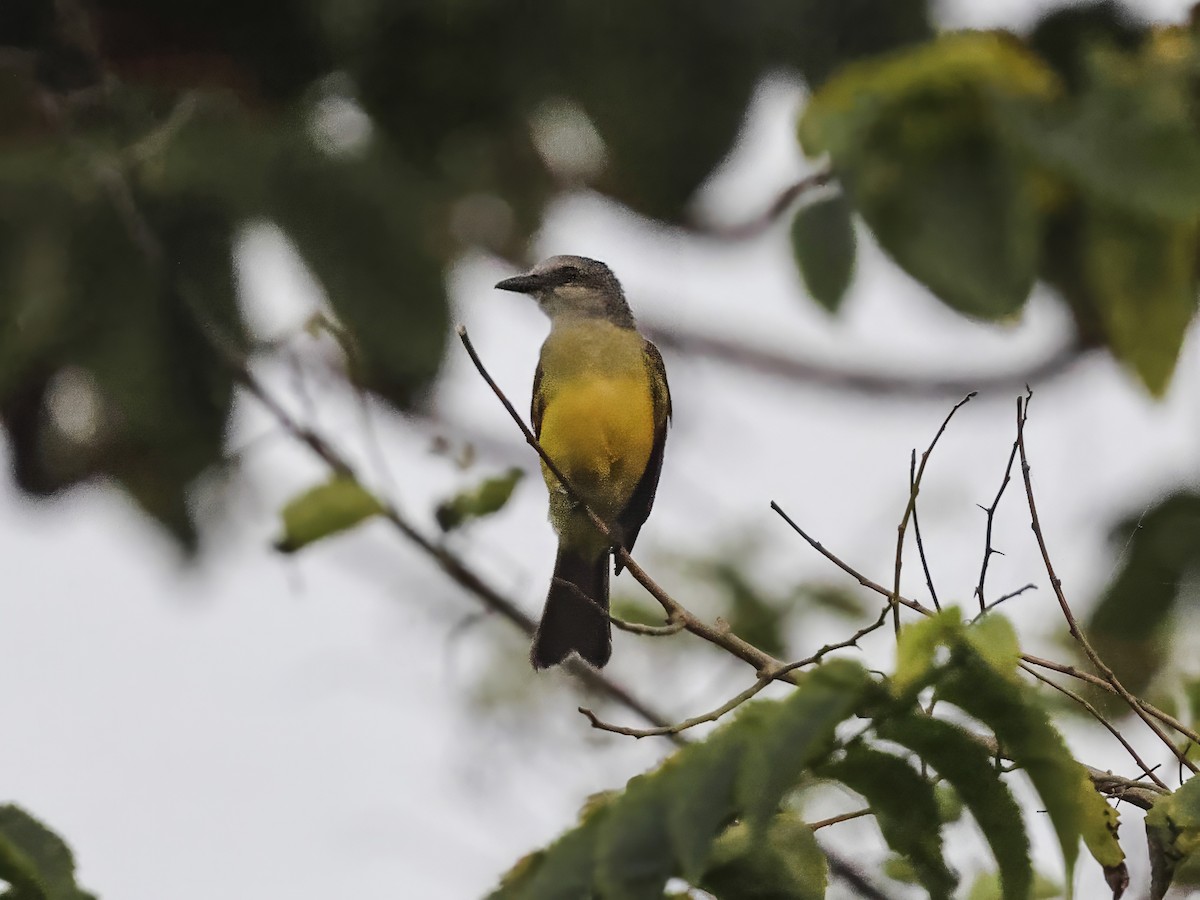 Social Flycatcher - ML635878837