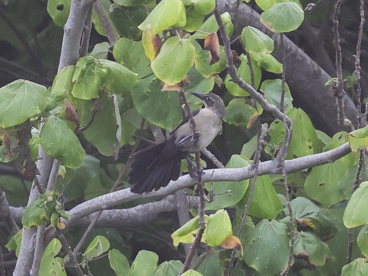 Tropical Mockingbird - ML635878839
