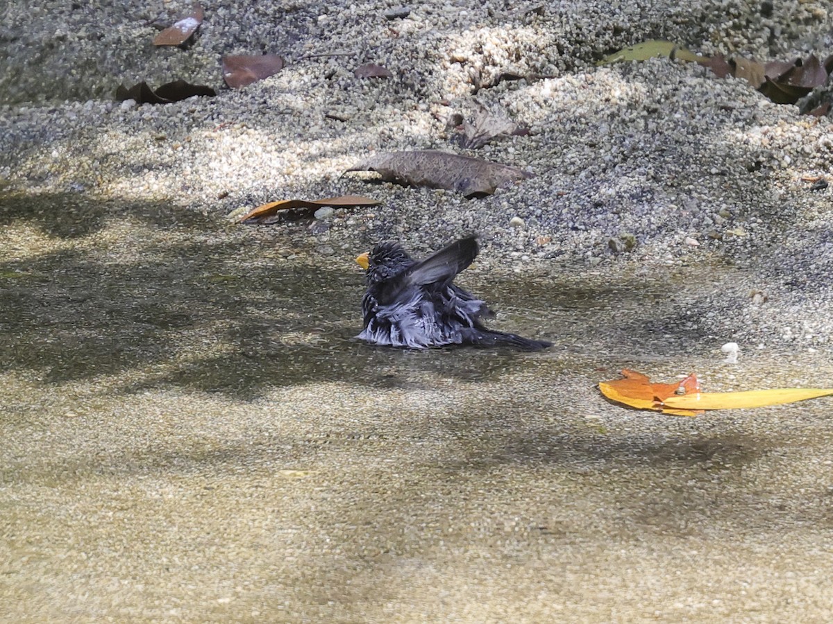 Gray Seedeater - ML635878851