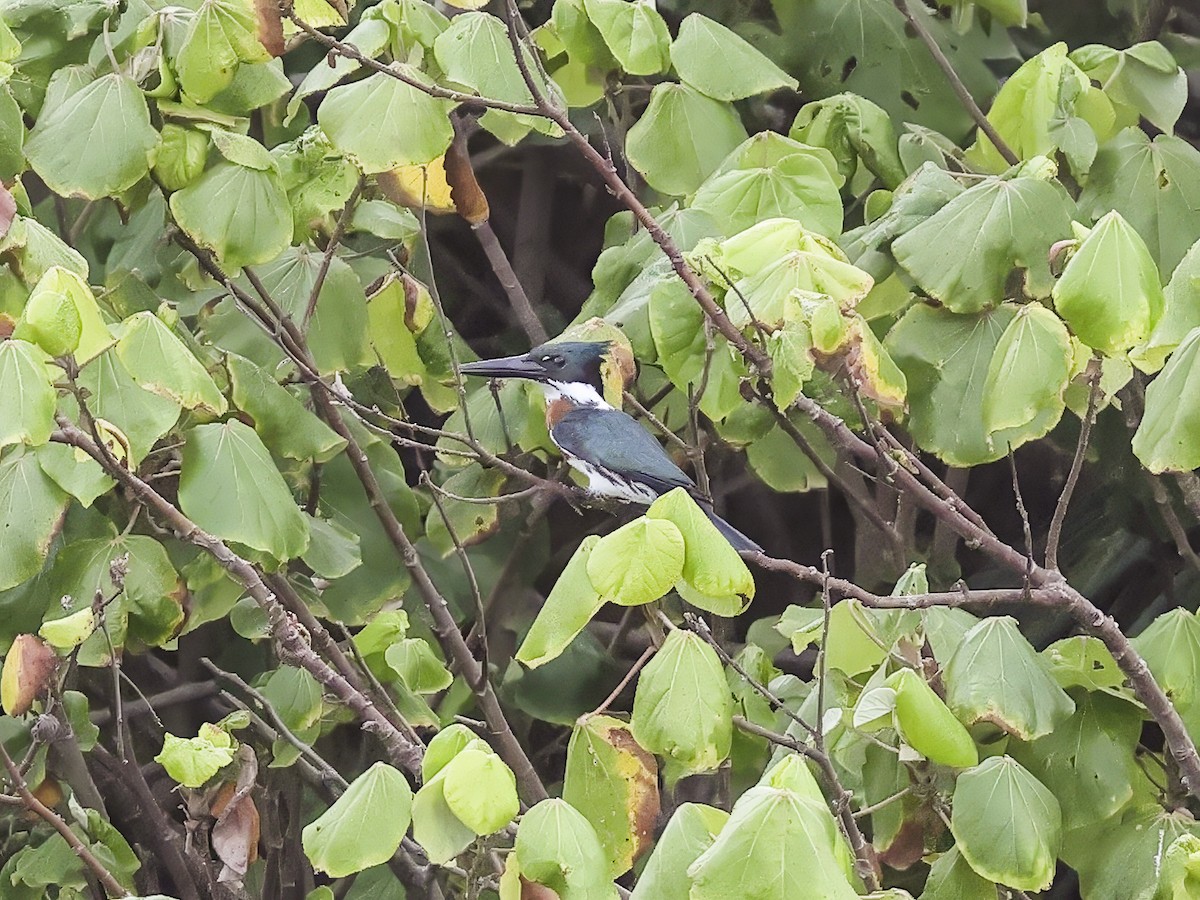 Amazon Kingfisher - ML635878864