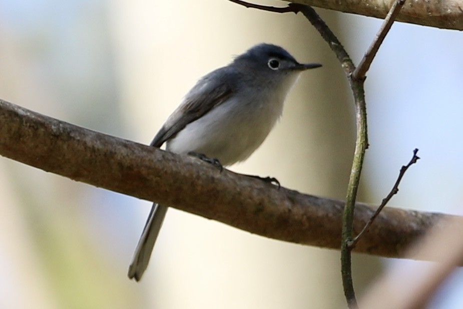 Blue-gray Gnatcatcher - ML635878877