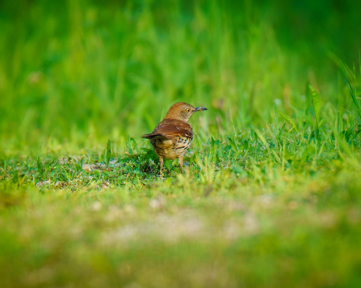 Brown Thrasher - ML635878893