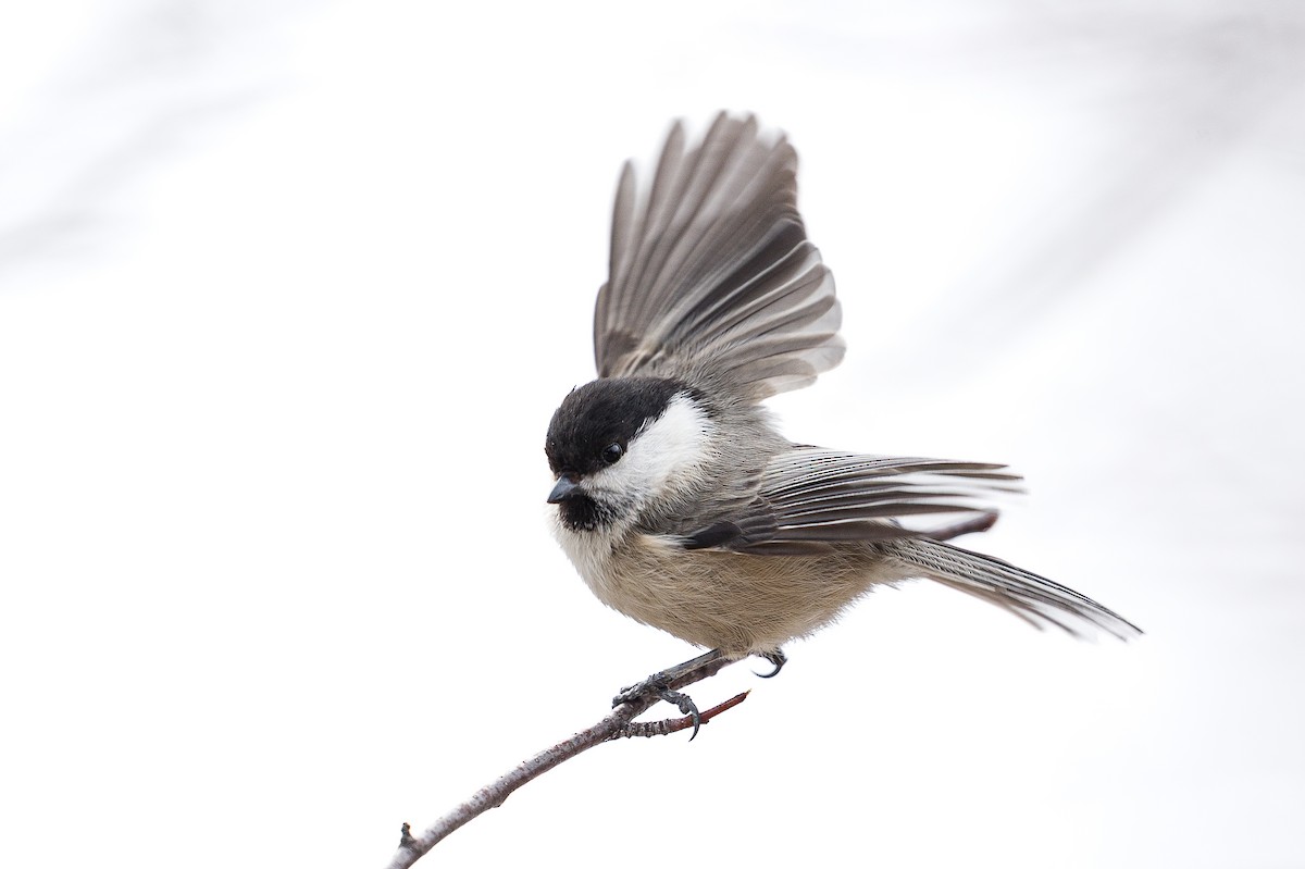 Mésange boréale (groupe montanus) - ML635878906