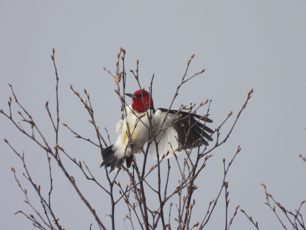 Red-headed Woodpecker - ML635878916