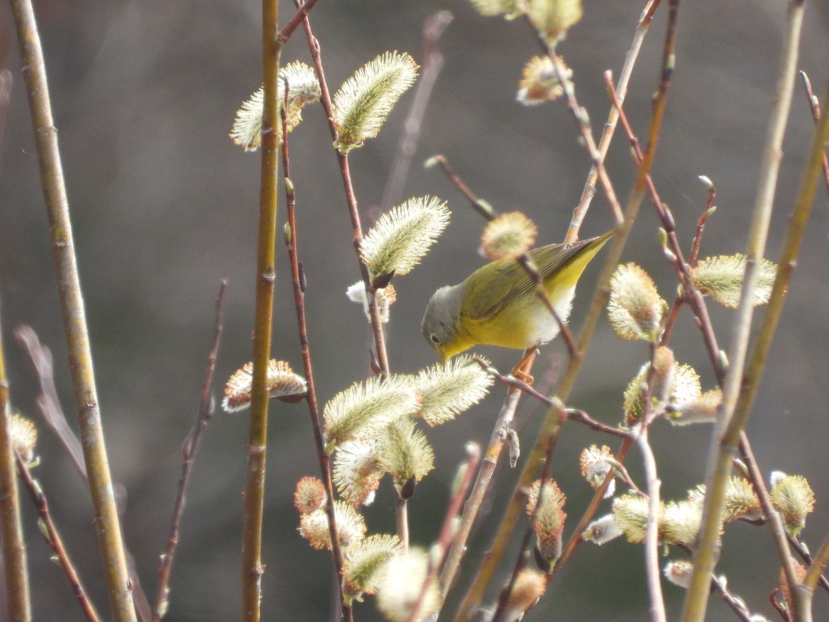 Nashville Warbler - ML635878924