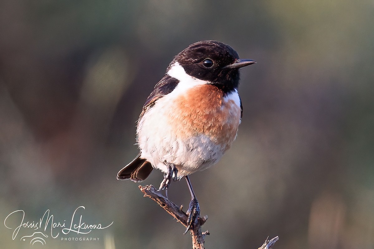 Schwarzkehlchen - ML635878943