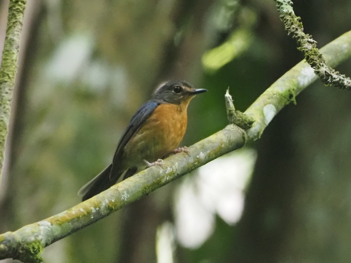 Sulawesi Blue Flycatcher - ML635878967