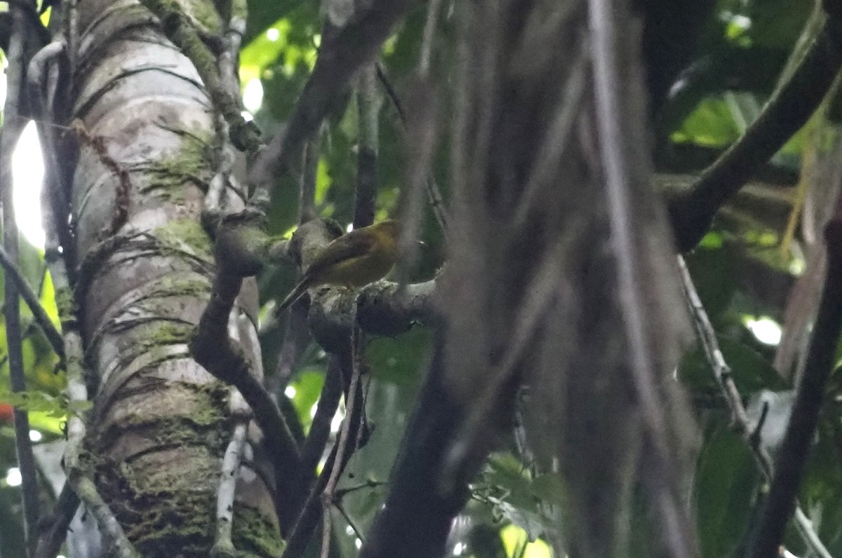 Citrine Canary-Flycatcher - ML635879023