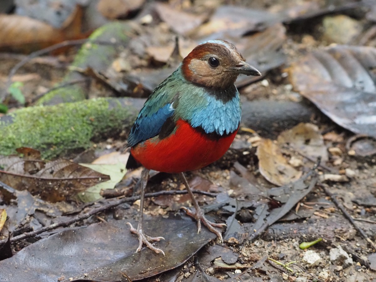 Sulawesi Pitta - ML635879042