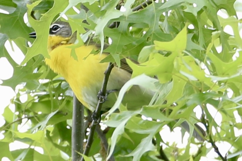 Yellow-breasted Chat - ML635879052