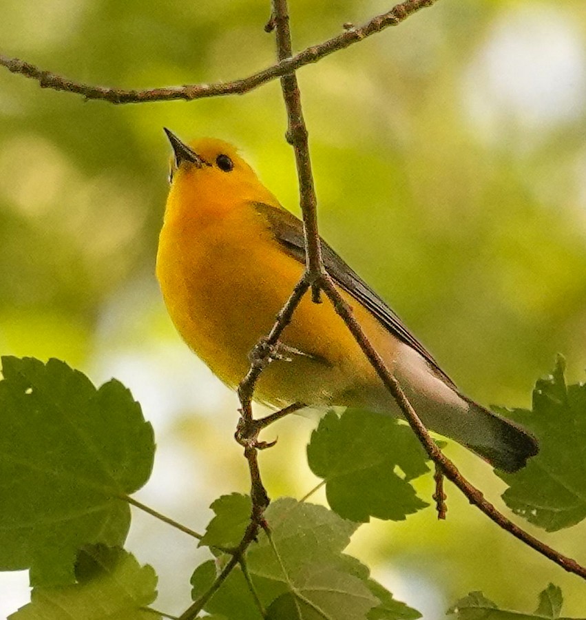 Prothonotary Warbler - Kathleen Horn