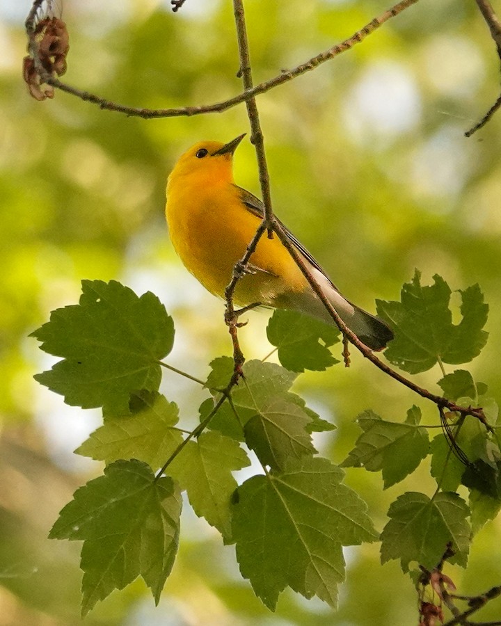 Prothonotary Warbler - Kathleen Horn
