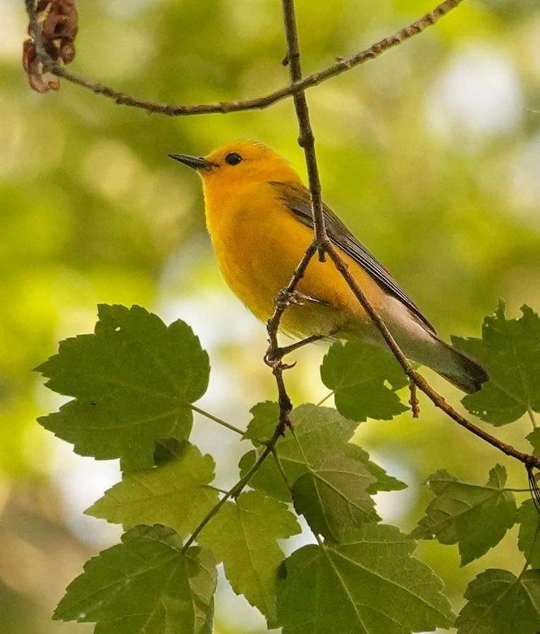 Prothonotary Warbler - Kathleen Horn