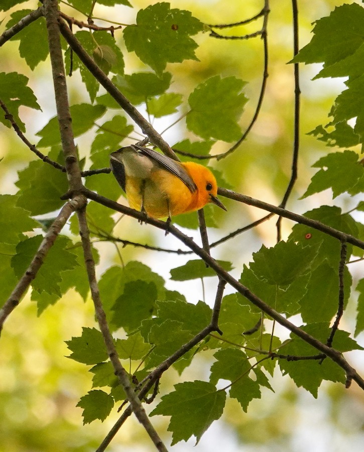 Prothonotary Warbler - Kathleen Horn