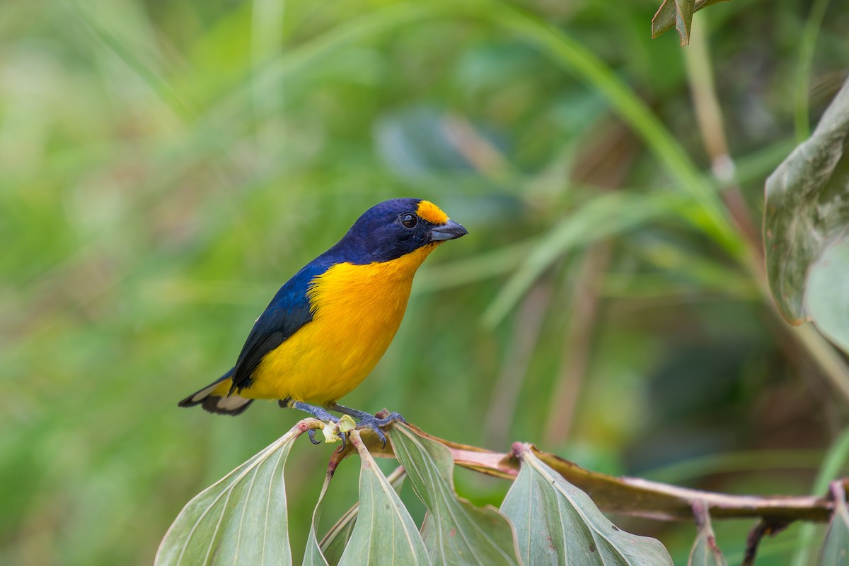 Violaceous Euphonia - ML635879232