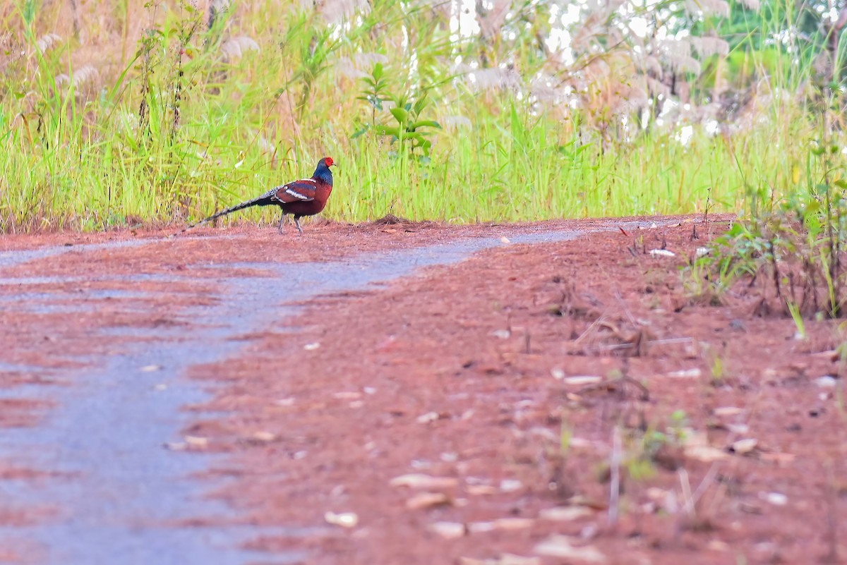 Mrs. Hume's Pheasant - ML635879250