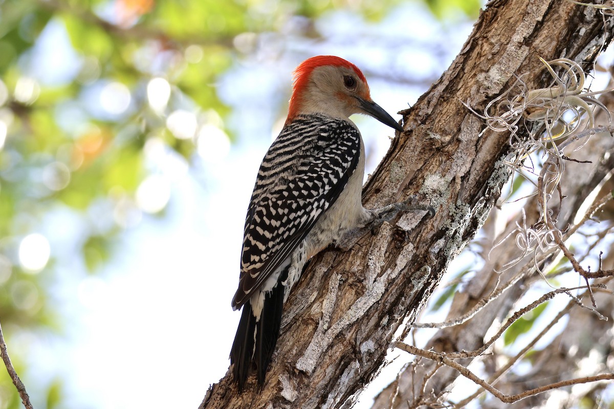 Red-bellied Woodpecker - ML635879260