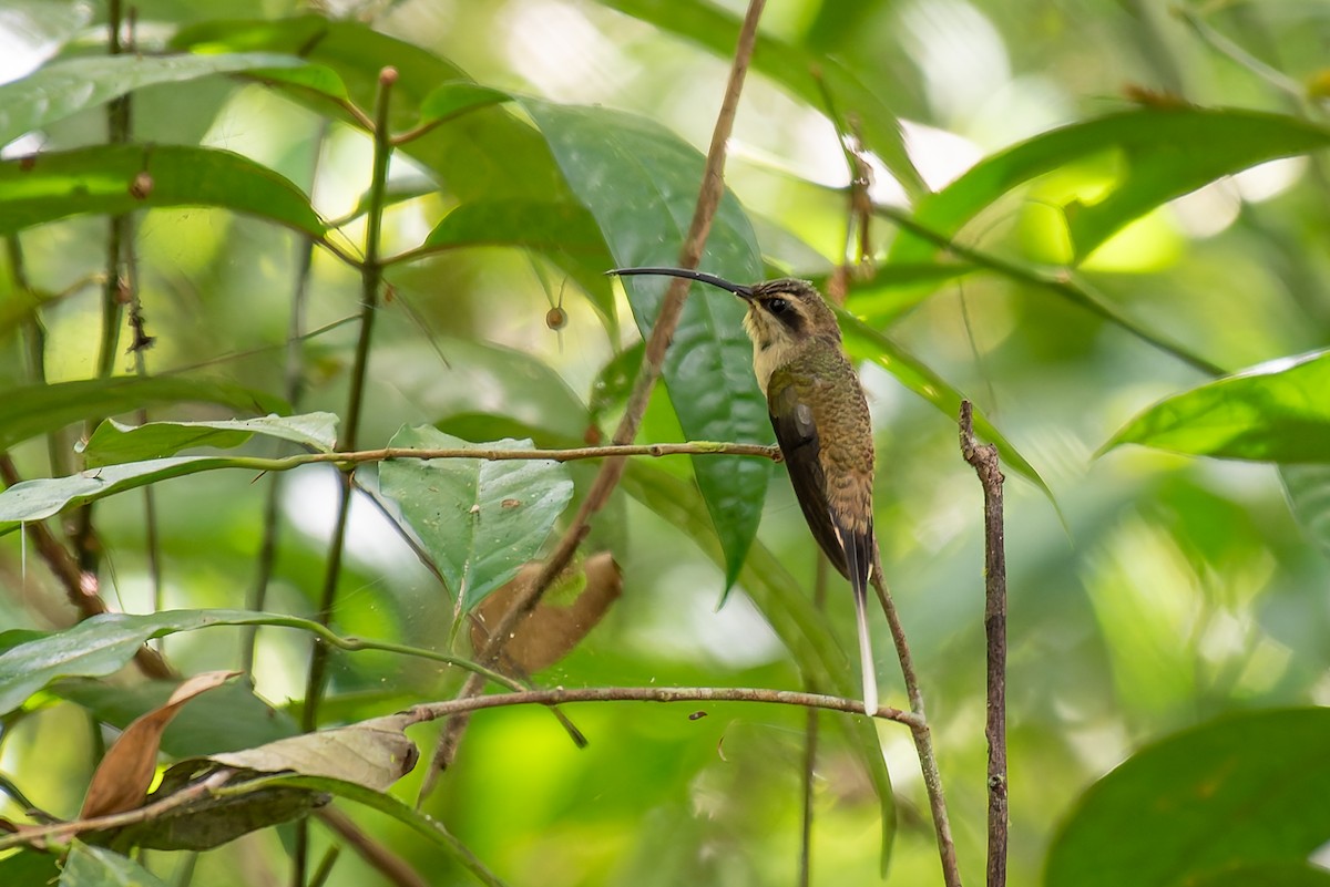 Long-tailed Hermit - ML635879264